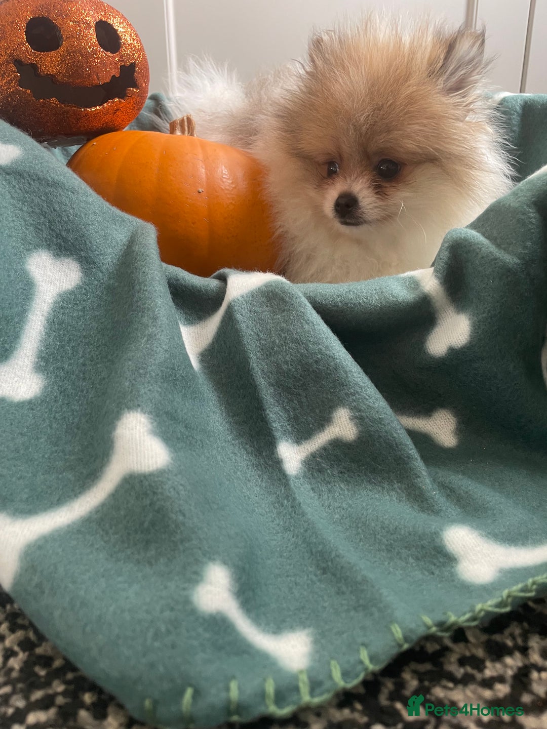 Pomeranian dogs for sale: Fluffy Pomeranian puppies - Image 14