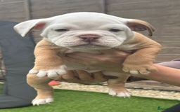 Mixed Breed dogs for sale: Stunning New England Bulldogs!!!! - Image 7