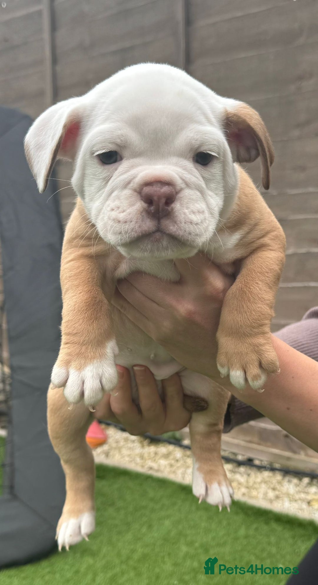 Mixed Breed dogs for sale: Stunning New England Bulldogs!!!! - Image 7