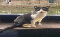 British Shorthair cats for sale: URGENT free - rehoming my beautiful cat <3 - Image 8