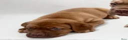 Dogue De Bordeaux dogs for sale: Dogue de Bordeaux Female  - Advert 3
