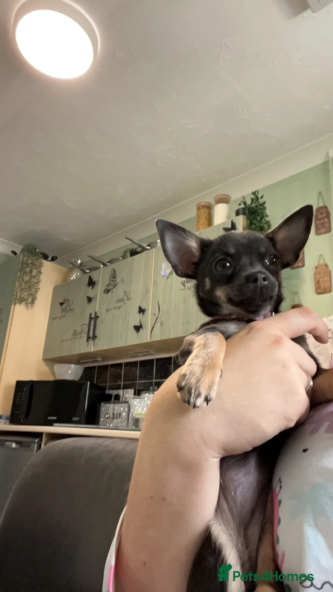 Chihuahua dogs for sale: Tinkerbell  - Advert 5
