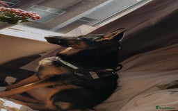German Shepherd dogs for sale: Beautiful girl needs a loving home asap  - Image 2
