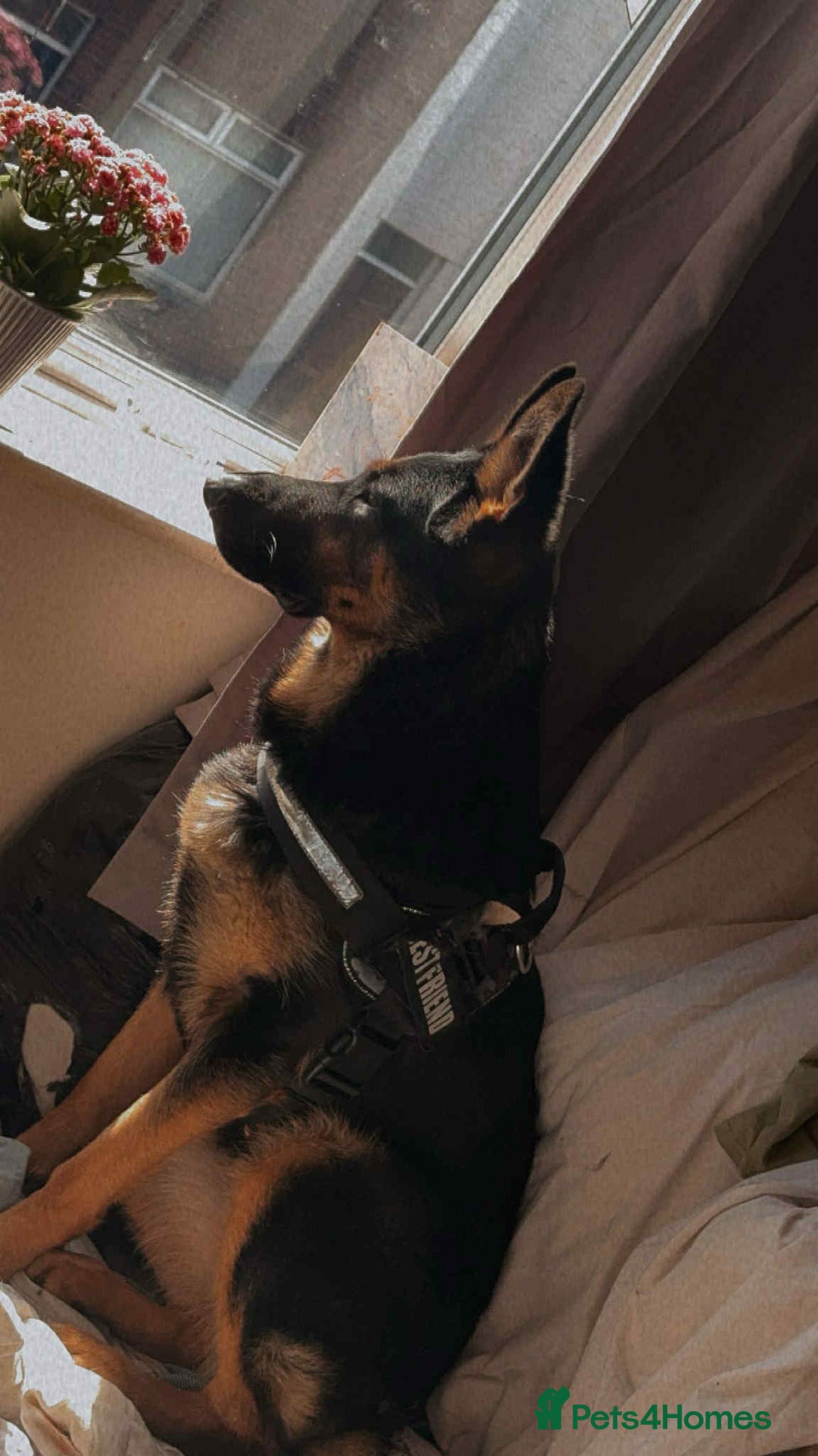 German Shepherd dogs for sale: Beautiful girl needs a loving home asap  - Image 2