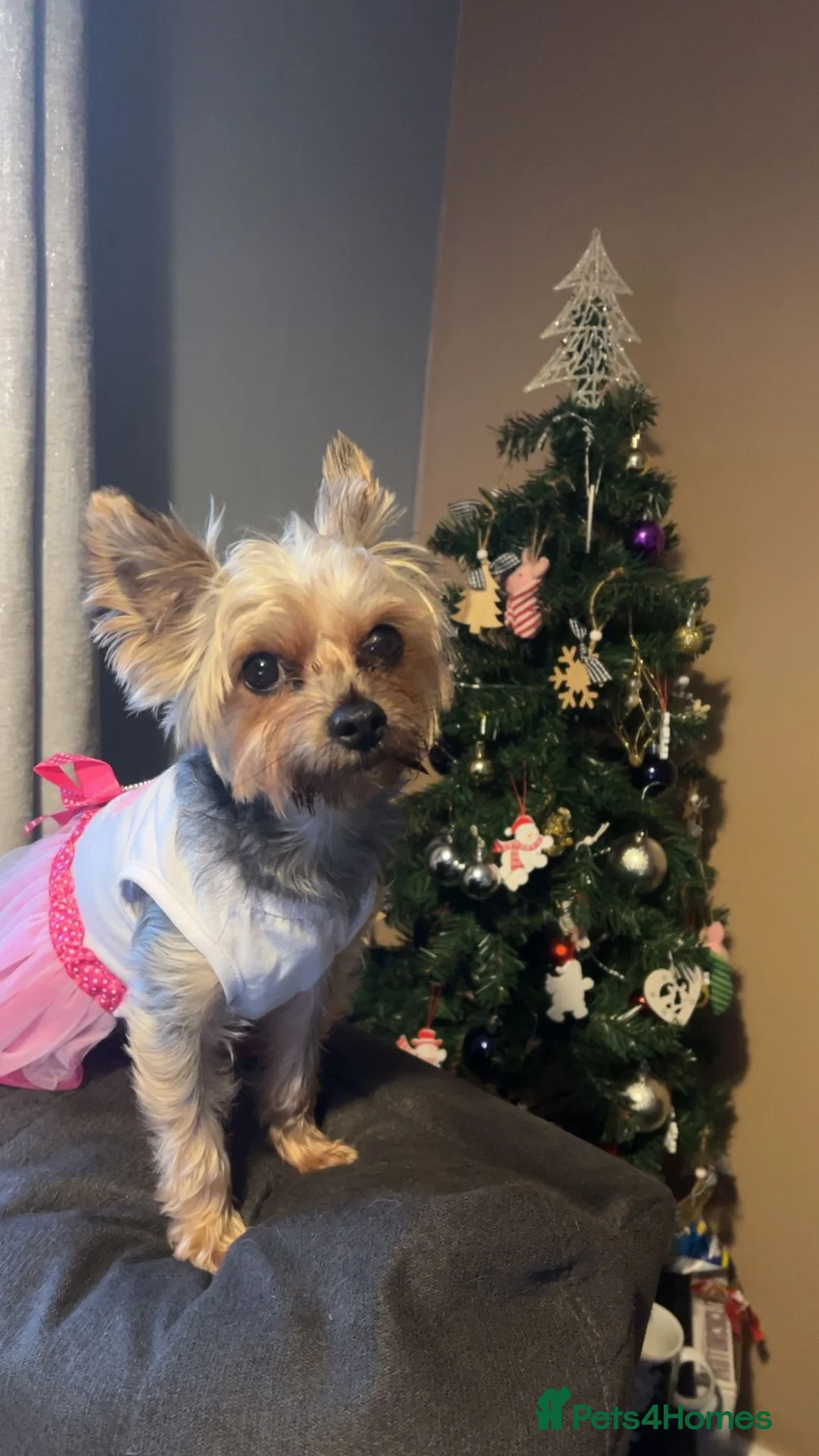Yorkshire Terrier dogs for sale: Male Yorkshire terrier puppie - Advert 1