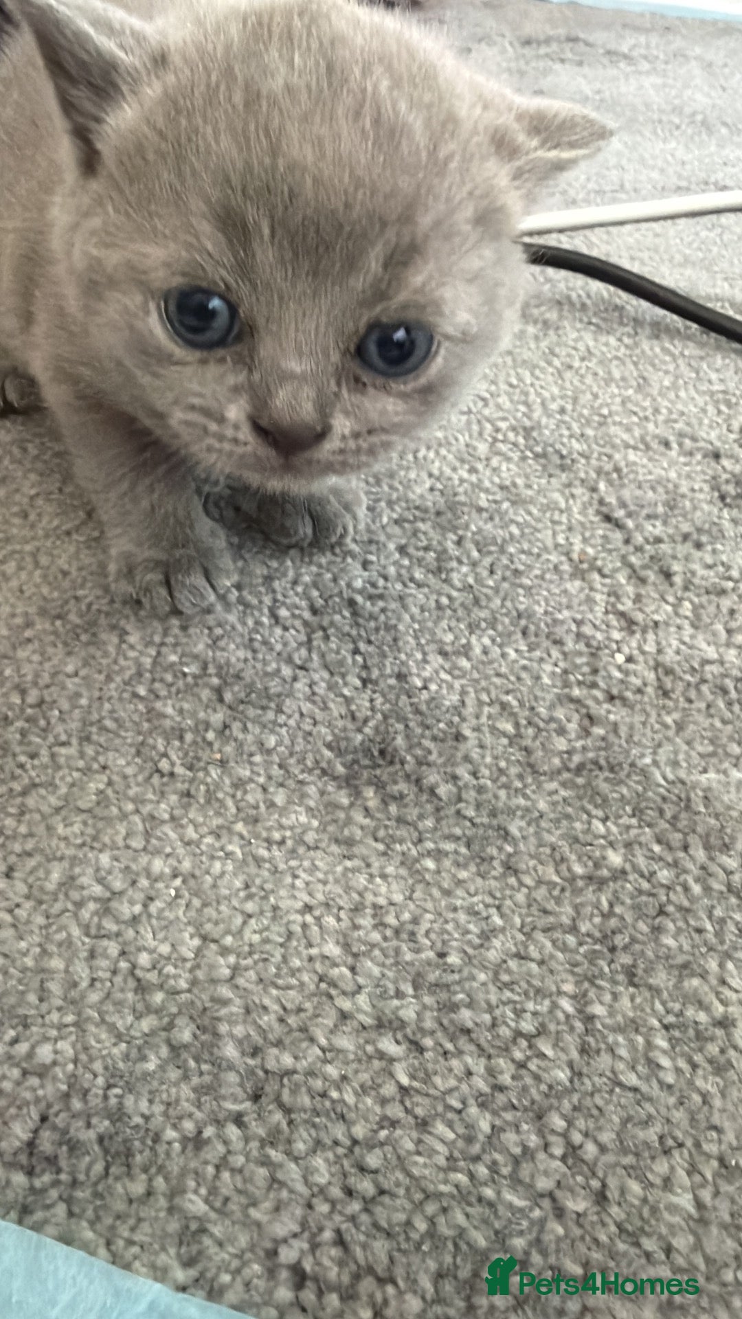 British Shorthair cats 5 Pedigree BSH Blue & Lilic TICA registered  - Advert 2