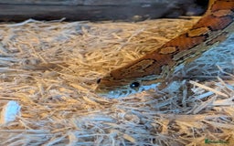 Corn Snake reptiles for sale: Frankie - Image 2