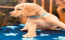 Cocker Spaniel dogs for sale: KC working cocker spaniel puppies - Image 10