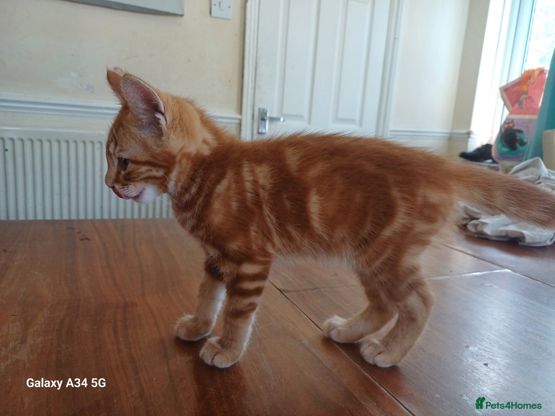 Mixed Breed cats for sale: 4 stunning kittens looking for their forever home. - Image 15