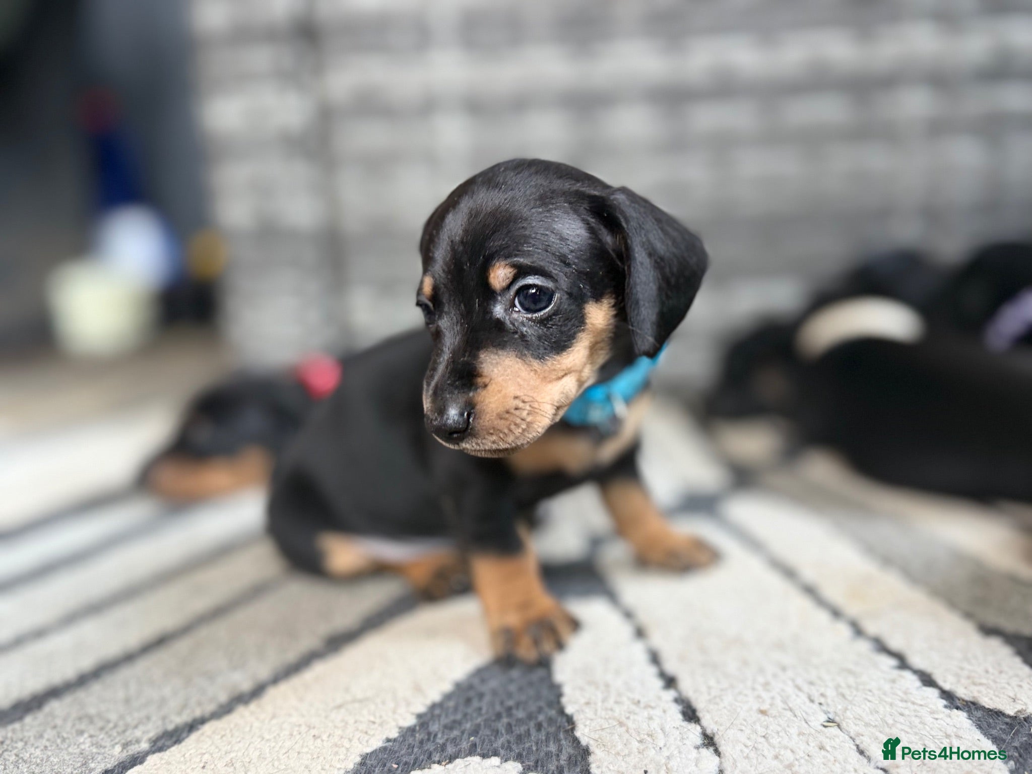 Miniature Dachshund dogs Miniature dachshunds - Advert 18
