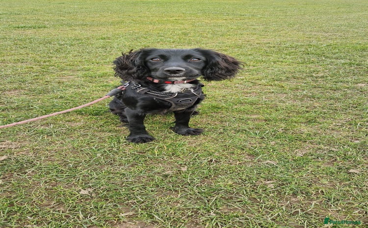 Sprocker dogs - Advert 2