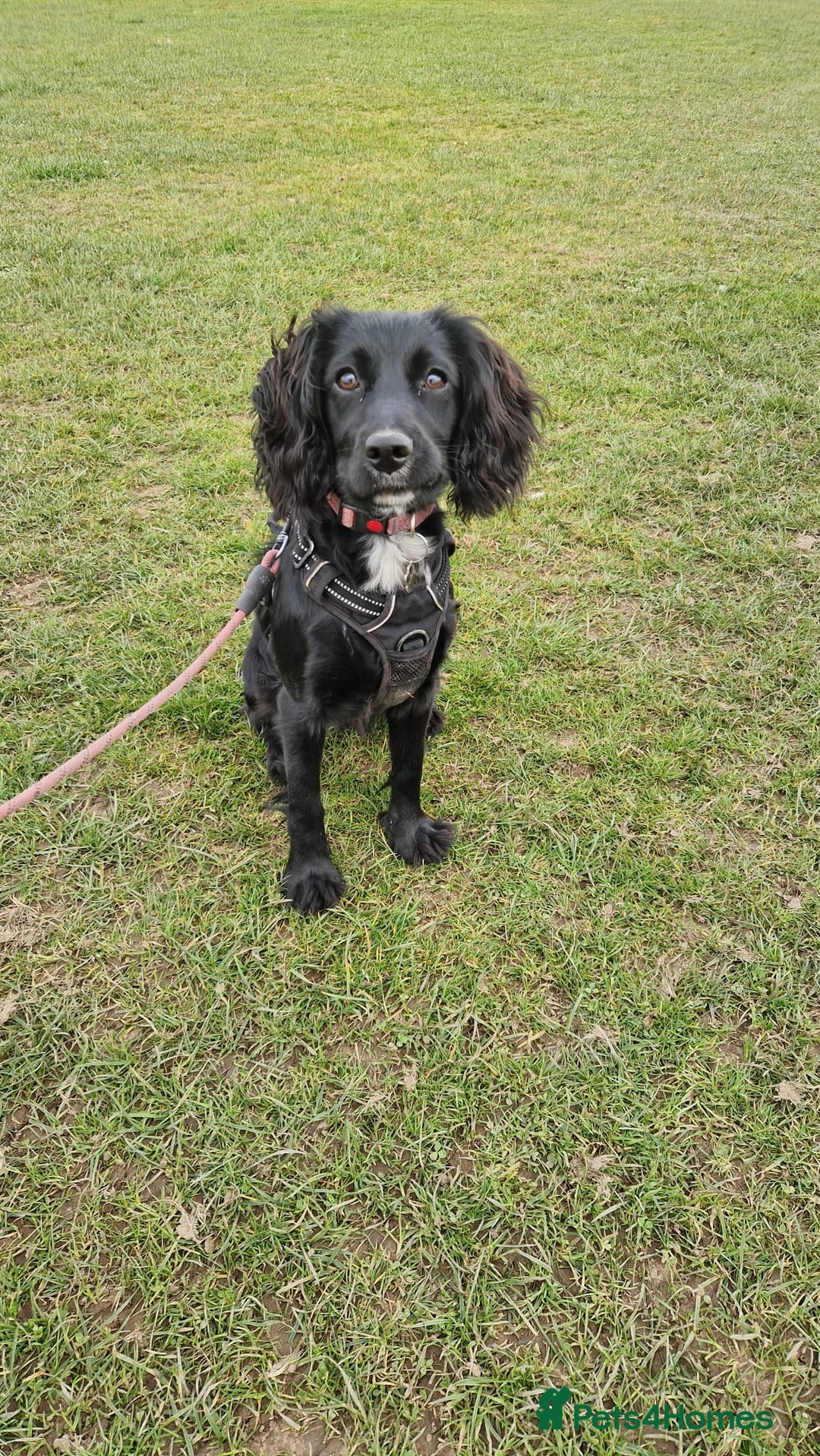 Sprocker dogs for sale: Sprocker Spaniel 11 months  - Image 1