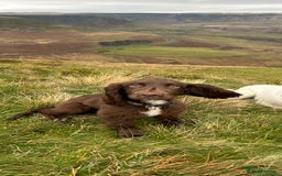 Cocker Spaniel dogs for sale: 2 year old male Chocolate Cocker Spaniel - Image 5