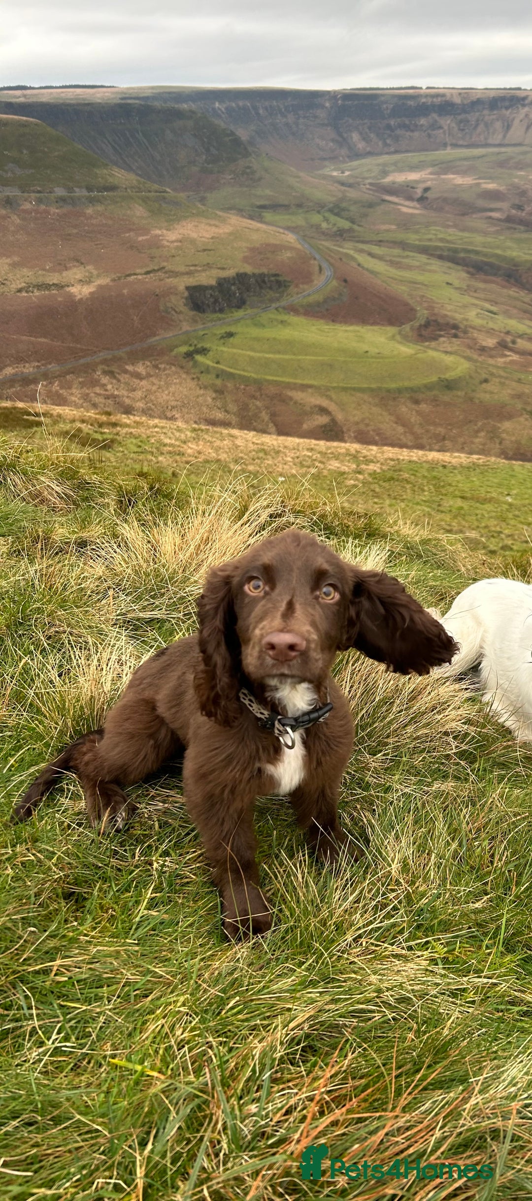 Cocker Spaniel dogs for sale: 2 year old male Chocolate Cocker Spaniel - Image 5