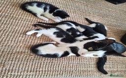 Mixed Breed cats for sale: Black and white kittens 🖤🤍 - Image 2