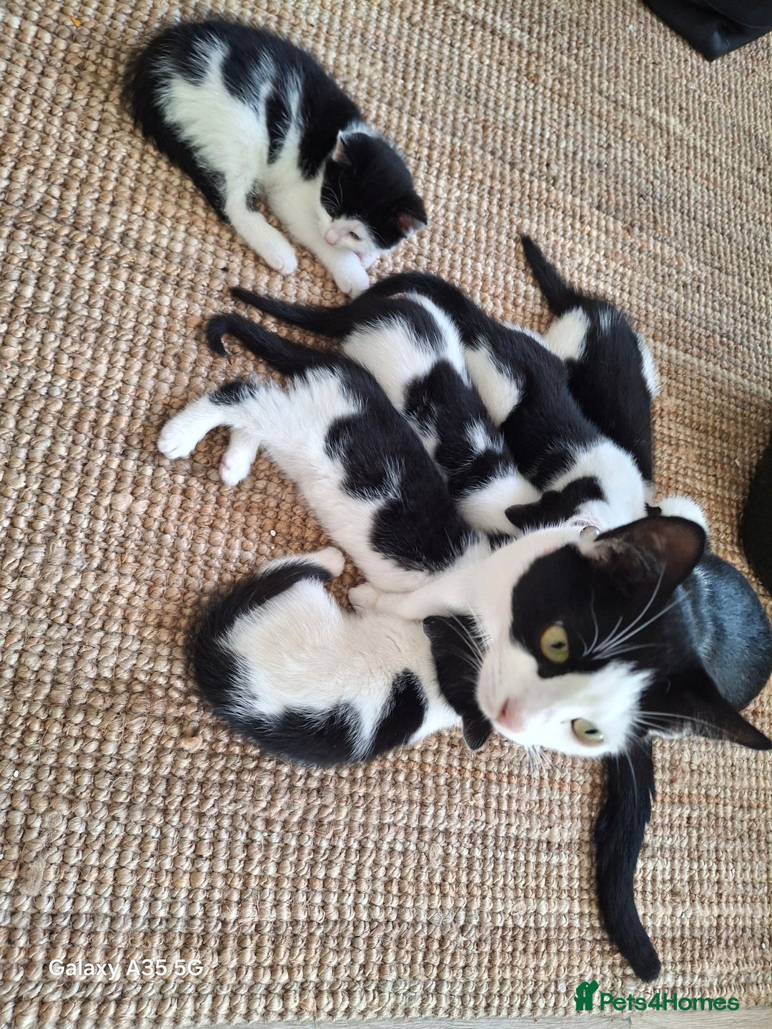 Mixed Breed cats for sale: Black and white kittens 🖤🤍 - Image 2