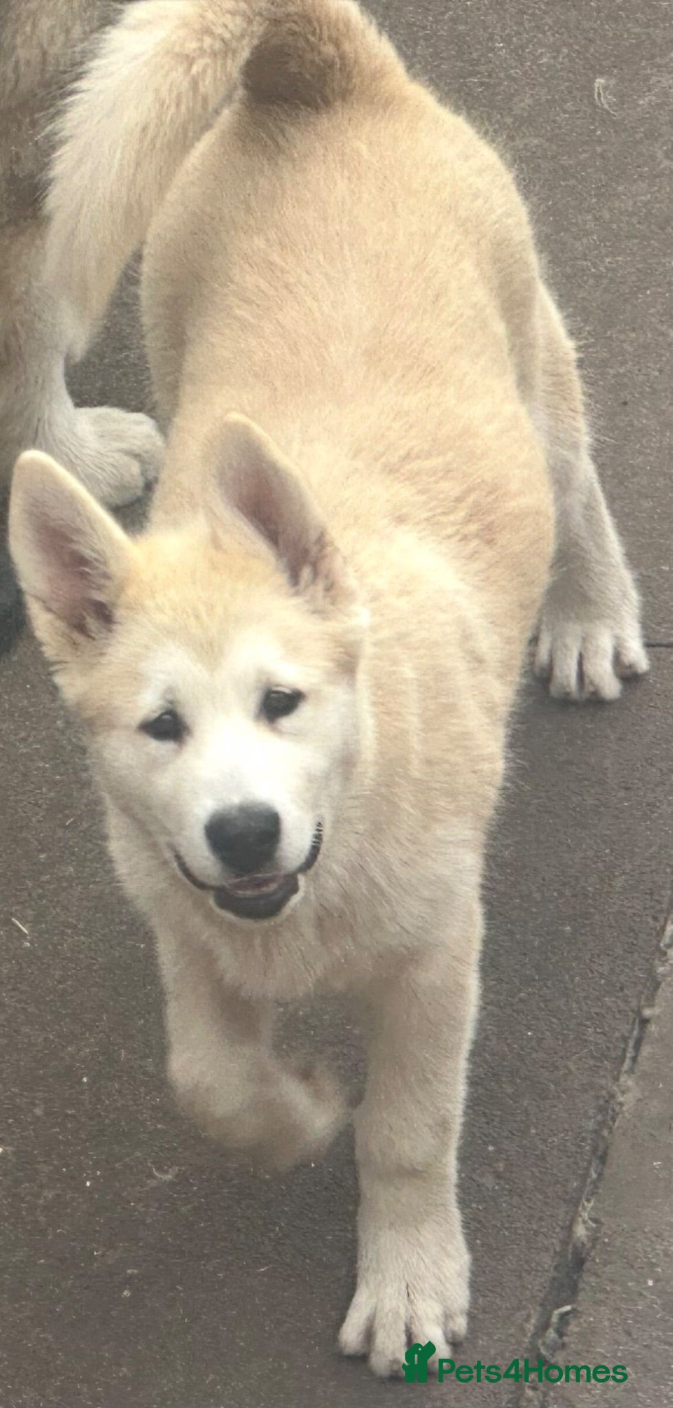 Alaskan Malamute dogs Beauties looking for their Beast - Advert 1