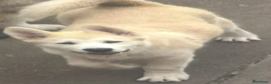 Alaskan Malamute 1