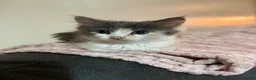 Mixed Breed cats for sale: Kittens for sale  in Ipswich - Advert 2