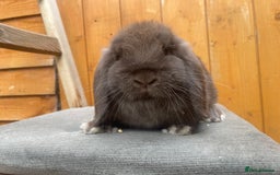 Mini Lop rabbits for sale: Beautiful Male Mini Lop  - Image 3
