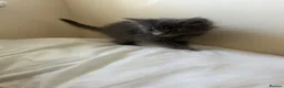 Mixed Breed cats for sale: Norwegian first cat X Russian Blue £200!! - Advert 9