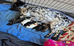 Mixed Breed dogs for sale: Mixed breed puppies for sale  - Advert 4