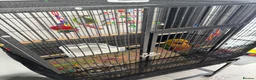 Conures birds for sale: Hand Tame Jenday Conure, Hand Reared - Advert 11