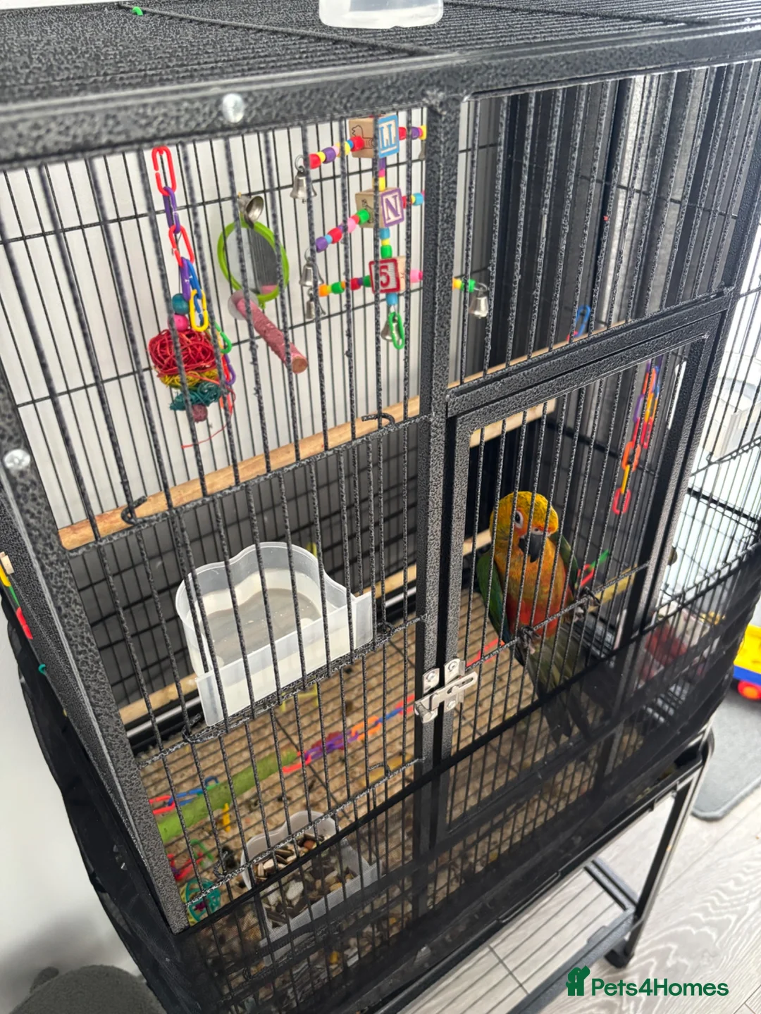 Conures birds for sale: Hand Tame Jenday Conure, Hand Reared - Advert 11