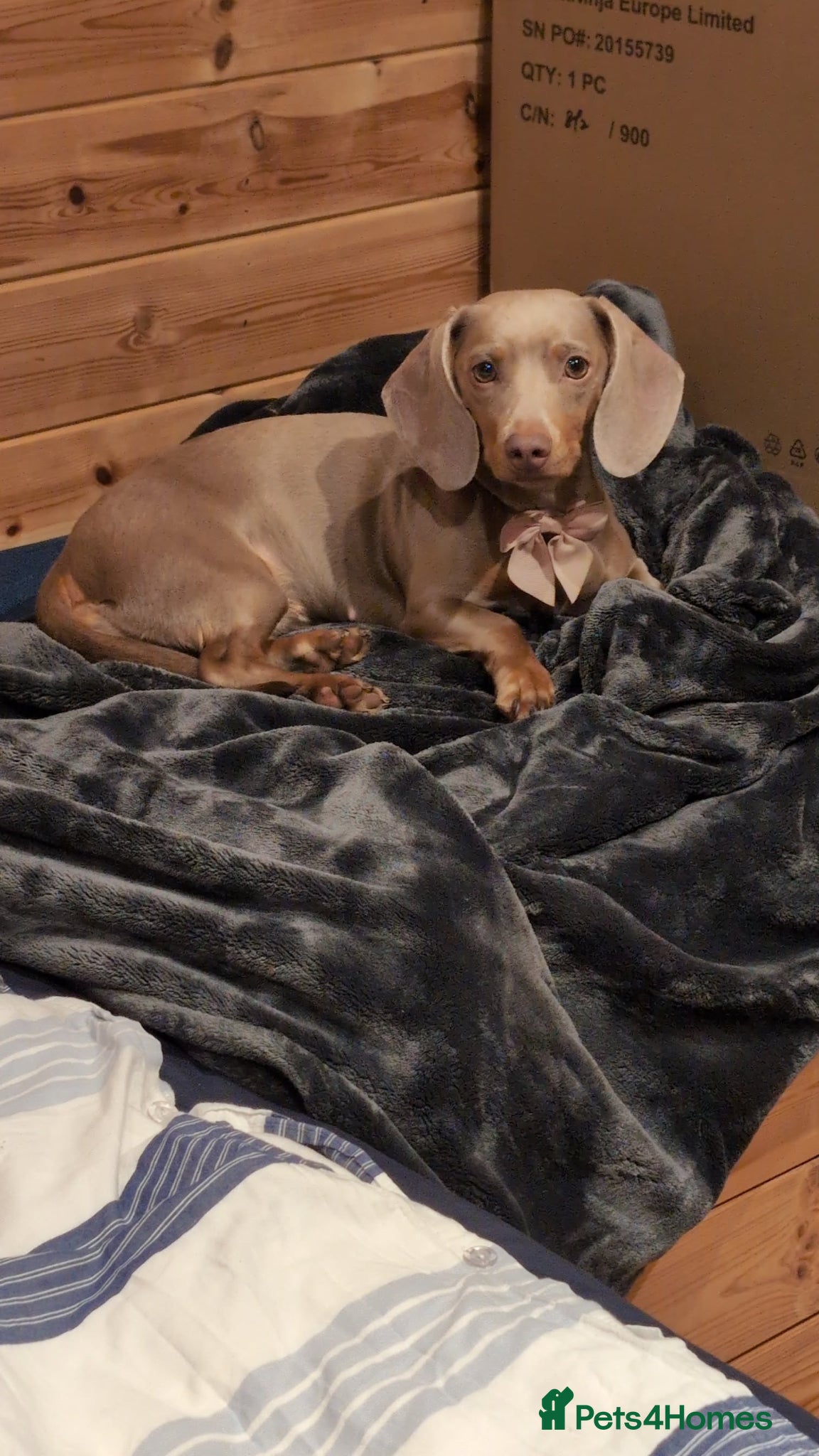 Miniature Dachshund dogs Adorable Miniature dachshund puppies - Advert 1