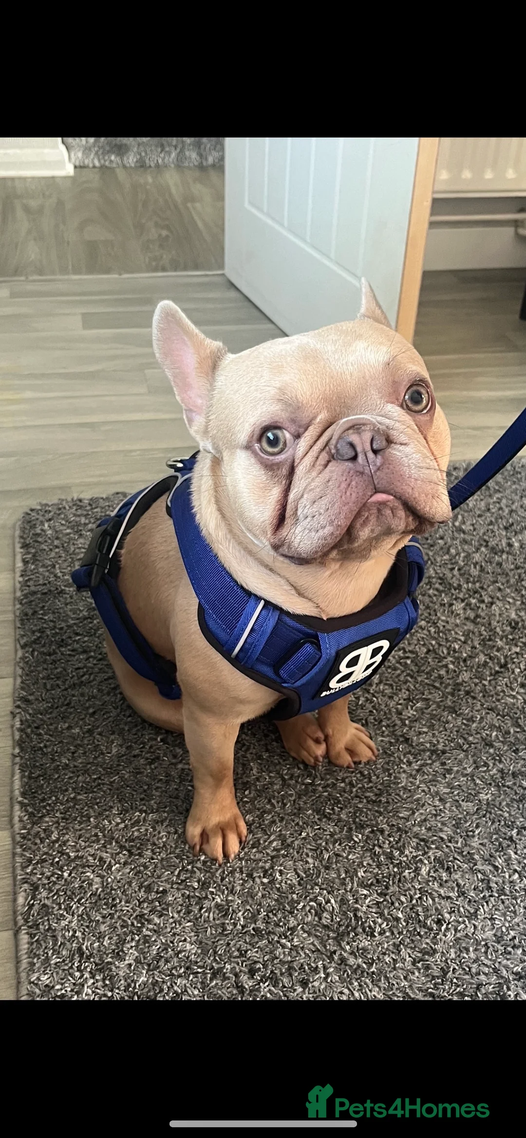 French Bulldog dogs for stud: French bulldog / stud PROVEN in West Malling - Advert 2