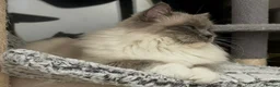 Ragdoll cats for sale: 🤎Exceptional Rare Chocolate Point Ragdoll Boy 🤎 - Advert 11