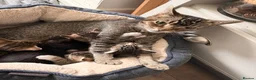 Mixed Breed cats for sale: Beautiful baby kittens looking for forever homes  - Advert 1