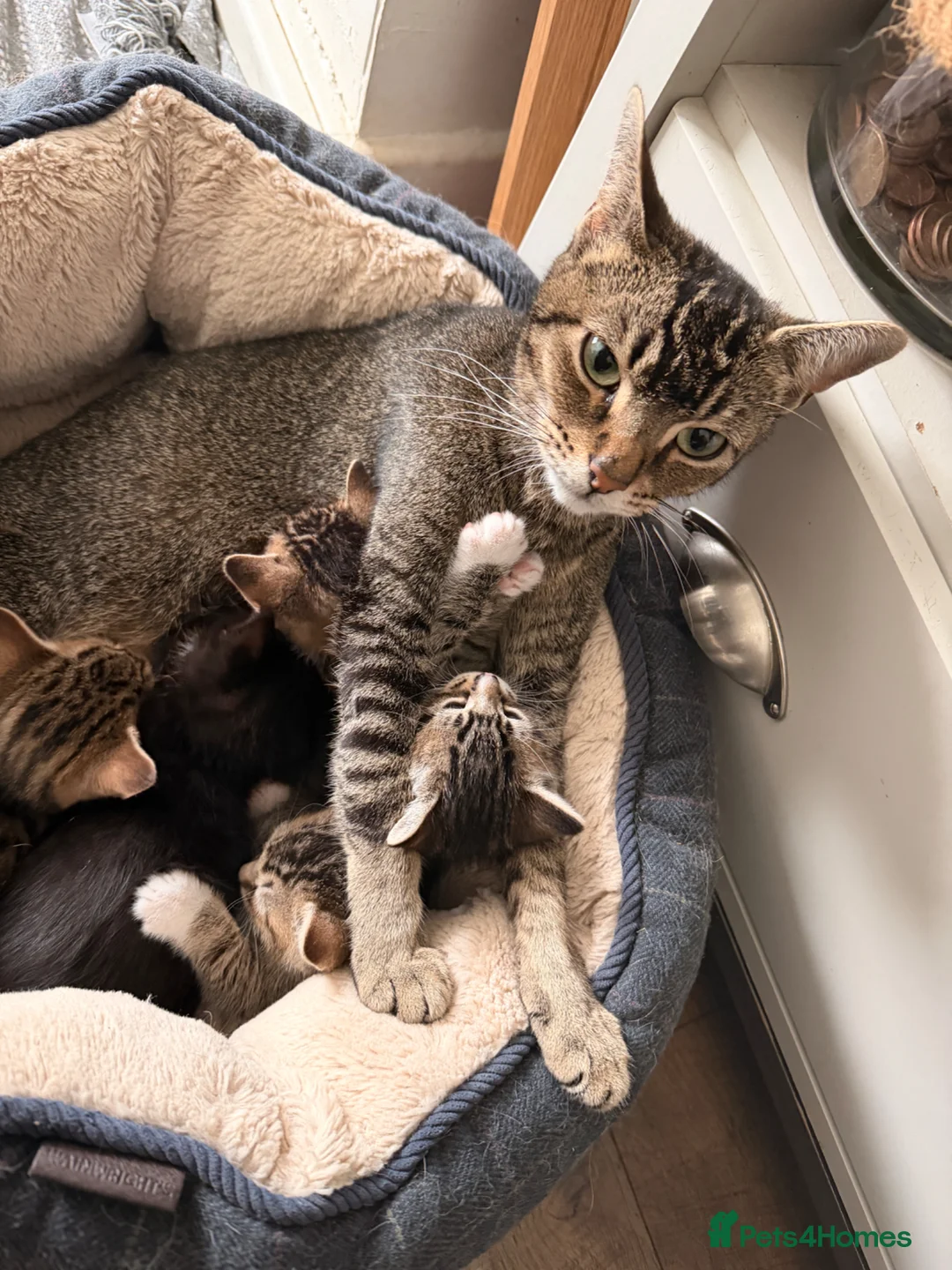 Mixed Breed cats for sale: Beautiful baby kittens looking for forever homes  - Advert 1