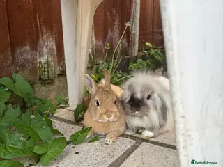 Netherland Dwarf rabbits Bonnie and Bailey Bonded pair - Advert 2