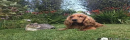 Cocker Spaniel dogs for sale: Beautiful English show Coker Spaniel Pups  in Newry - Advert 2