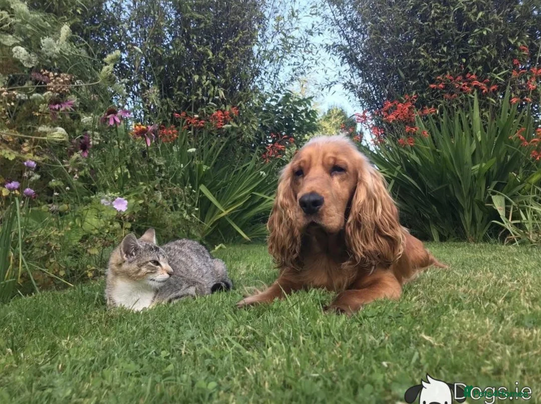 Cocker Spaniel dogs for sale: Beautiful English show Coker Spaniel Pups  in Newry - Advert 2