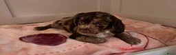 Sprocker dogs for sale: Absolutely adorable sprocker puppys  - Advert 4