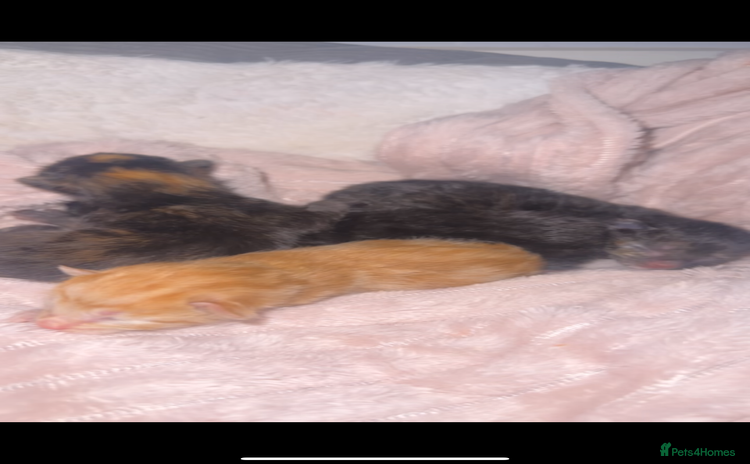 Mixed Breed cats - Advert 10
