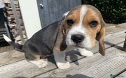 Beagle dogs for sale: 4 x KC reg Beagle Pups available - Image 5