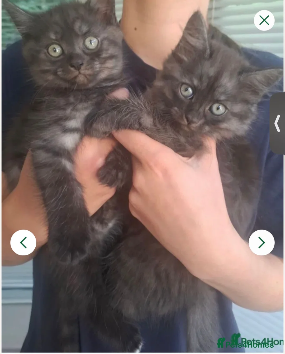 Persian cats for sale: *READY NOW *Persian x British short hair kittens  - Advert 2