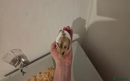 Hamster rodents for sale: Female Hamster  - Image 3