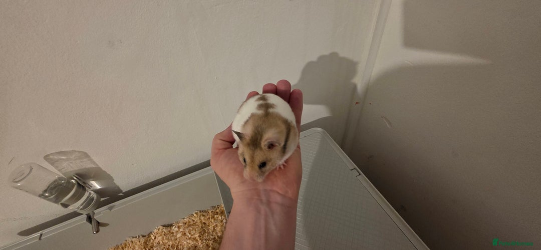 Hamster rodents for sale: Female Hamster  - Image 3