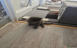 Maine Coon cats for sale: TICA REGISTERED STUNNING MAINE COON KITTENS  in Blackpool - Image 27