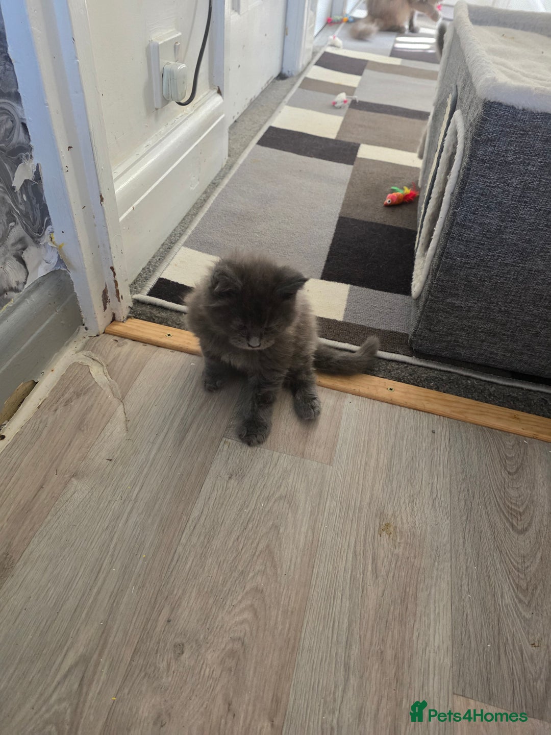 Maine Coon cats for sale: TICA REGISTERED STUNNING MAINE COON KITTENS  in Blackpool - Image 27