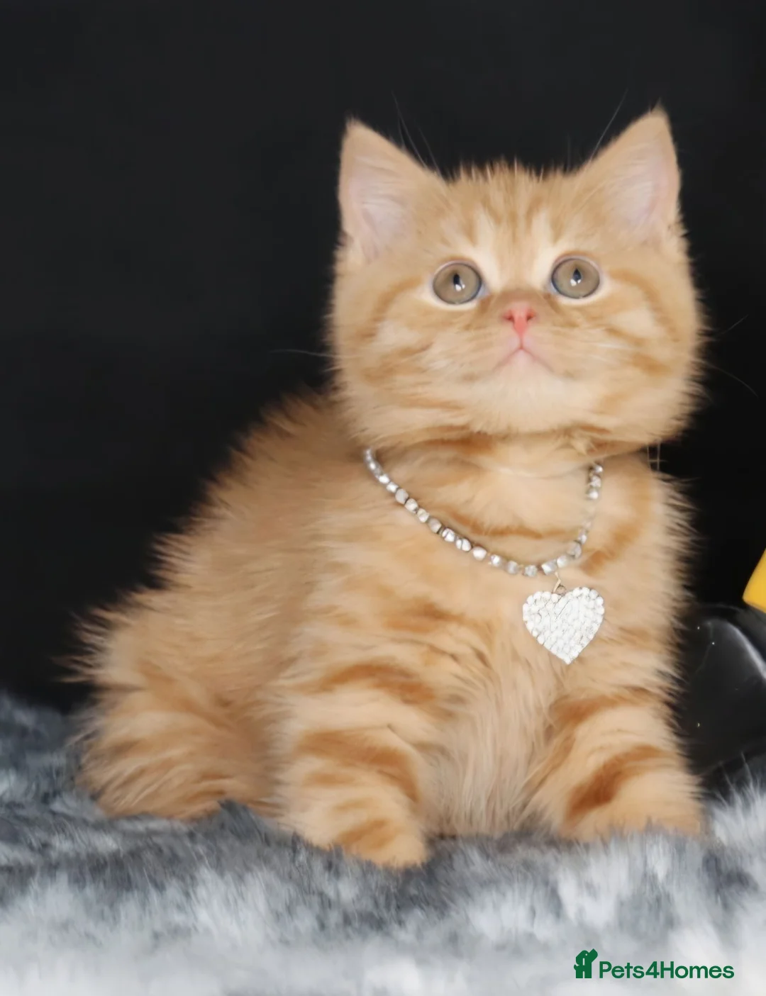 British Shorthair cats for sale: Tica registered British Shorthaired kittens  - Advert 1
