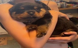 Rottweiler dogs for sale:  Rottweiler Puppies - READY NOW! 2 LEFT!  - Image 4