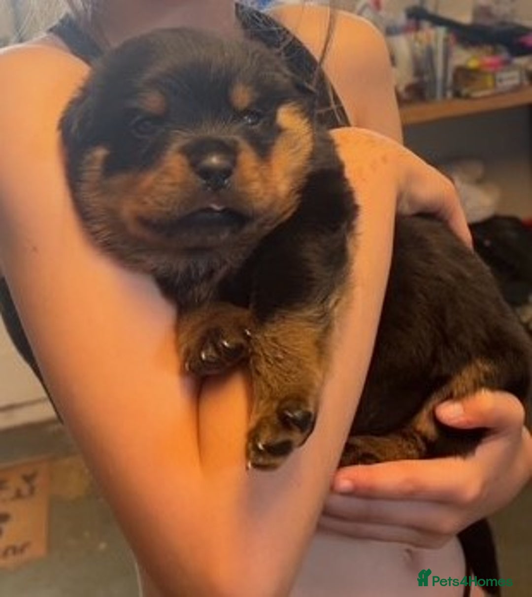 Rottweiler dogs for sale:  Rottweiler Puppies - READY NOW! 2 LEFT!  - Image 4