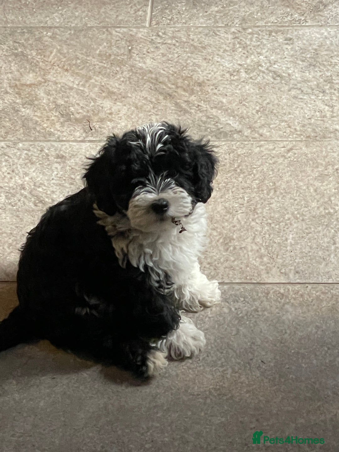 Toy Poodle dogs for stud: Beautiful, proven toy poodle for stud - Advert 12