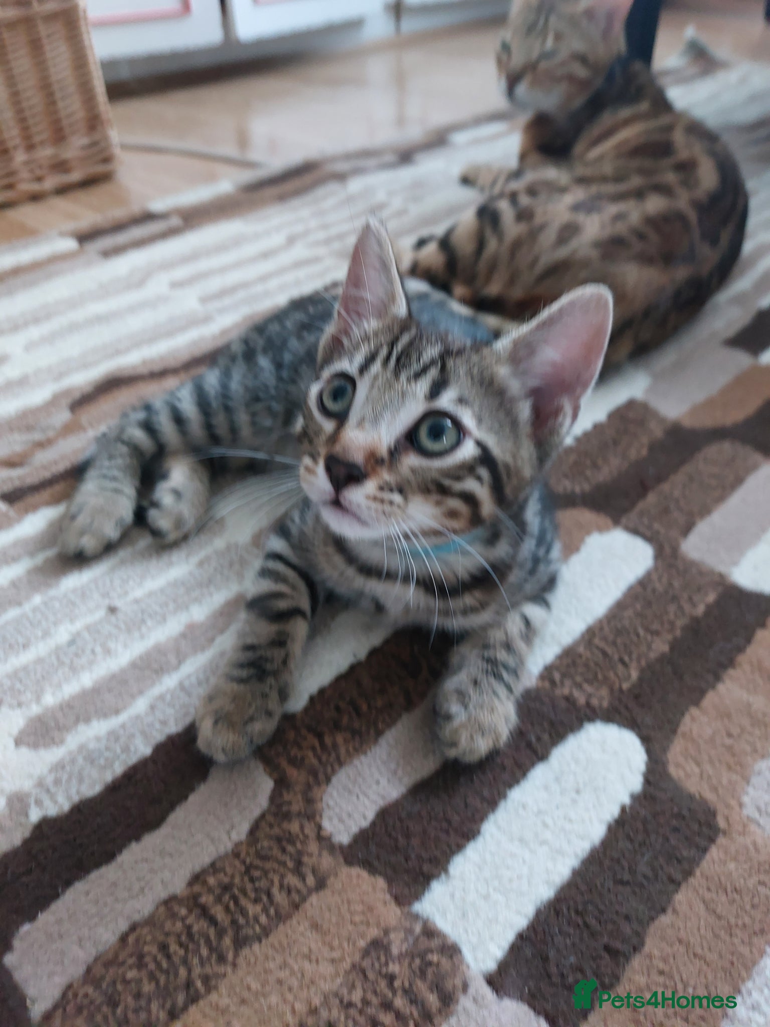 Mixed Breed cats for sale: X Bengal Kitten Mixed Tabby Boy - Advert 9