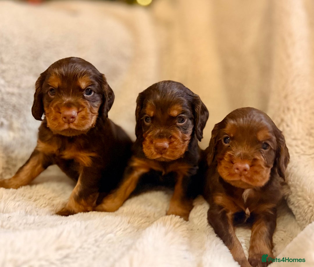 Cocker Spaniel dogs for sale: 8 health checked true quality working cocker pups - Advert 11